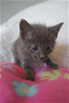Y Litter Sprout - Adopted 06.26.16