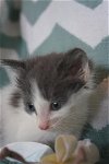 Y Litter Twig - Adopted 06.26.16