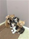 Ac Litter Glory - Adopted 09.05.16