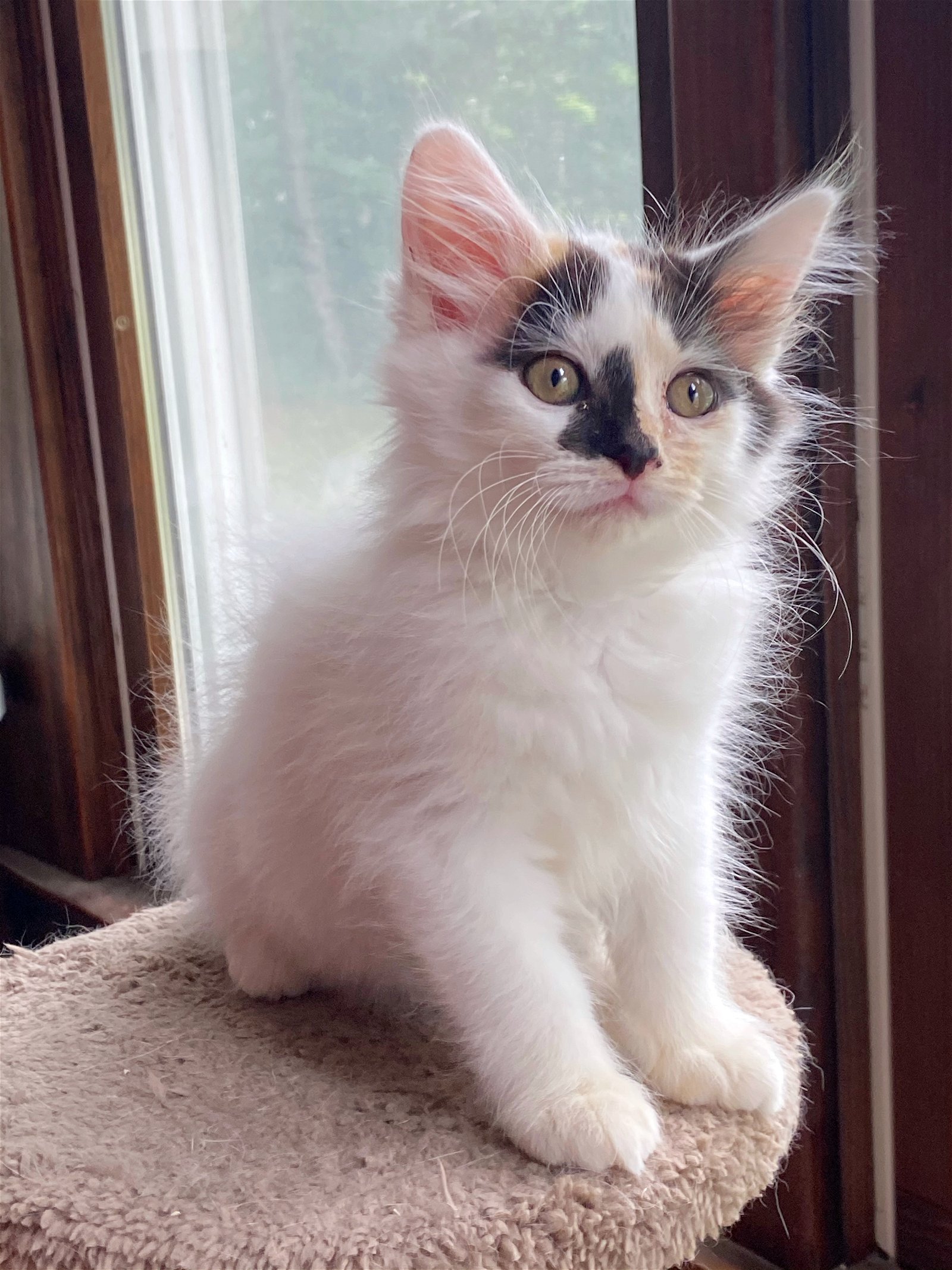 adoptable Cat in Kalamazoo, MI named Bw Litter Lena - Adopted 07.18.20