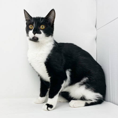 CR LITTER LANAI - Domestic Short Hair available for adoption