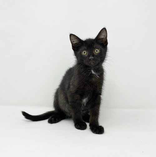 Ct Litter Felicity photo 8
