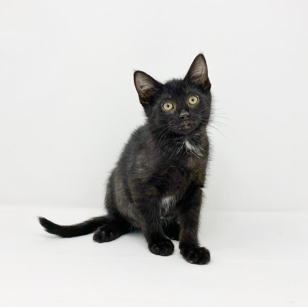 Ct Litter Felicity