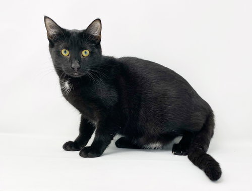 CT LITTER FELICITY - Domestic Short Hair available for adoption