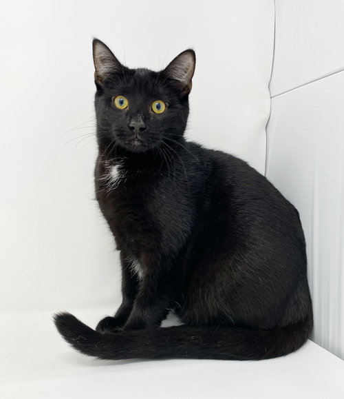 Photo 4 of Ct Litter Felicity