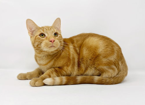 CT LITTER FERGUSON - Domestic Short Hair available for adoption