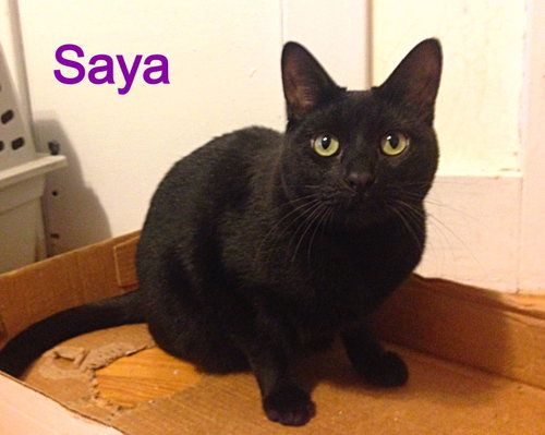 Photo 3 of Saya