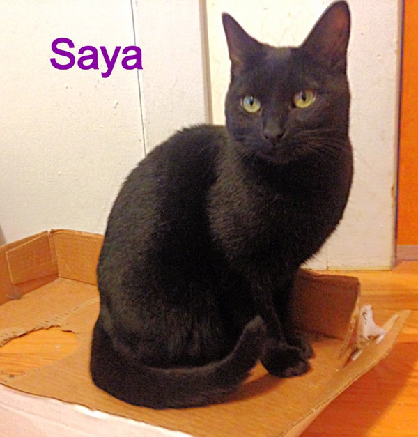 Saya