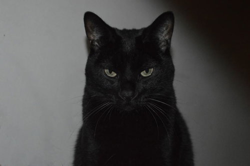 SAYA - Domestic Short Hair available for adoption
