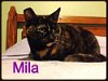 Mila - Adopted 01.22.17