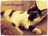 Grasshopper - Adopted 12.05.15