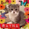 Rayna - ADOPTED 01.10.15