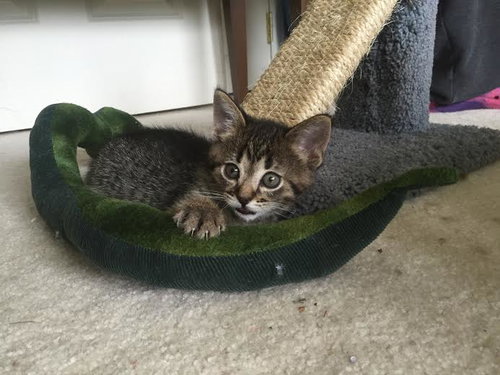 Photo 4 of Ruthie (I Litter)