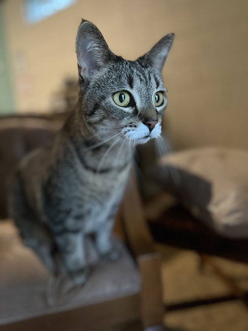 RUTHIE (I LITTER) - Domestic Short Hair available for adoption
