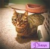 R Litter Diana (Mom) - Adopted 07.24.16