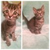 R Litter Aphrodite - Adopted 08.23.16