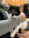 adoptable Cat in , MI named Molly