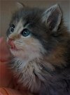 V Litter Lilac - Adopted 05.13.16