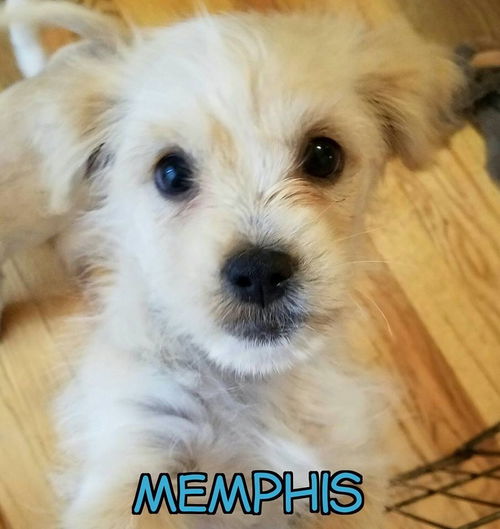 Memphis