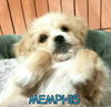 Memphis
