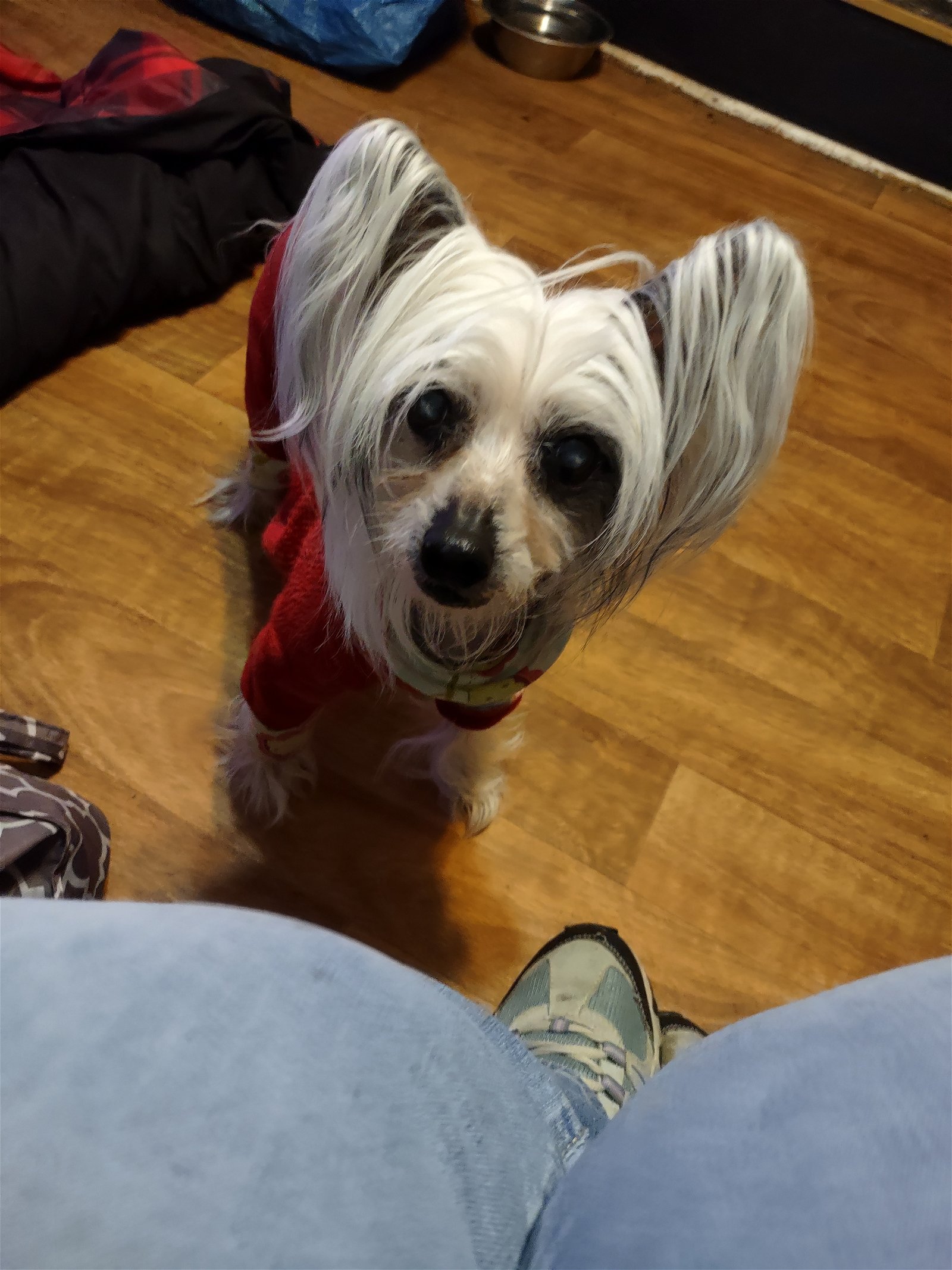 adoptable Dog in Erie, MI named SUZY in Toledo