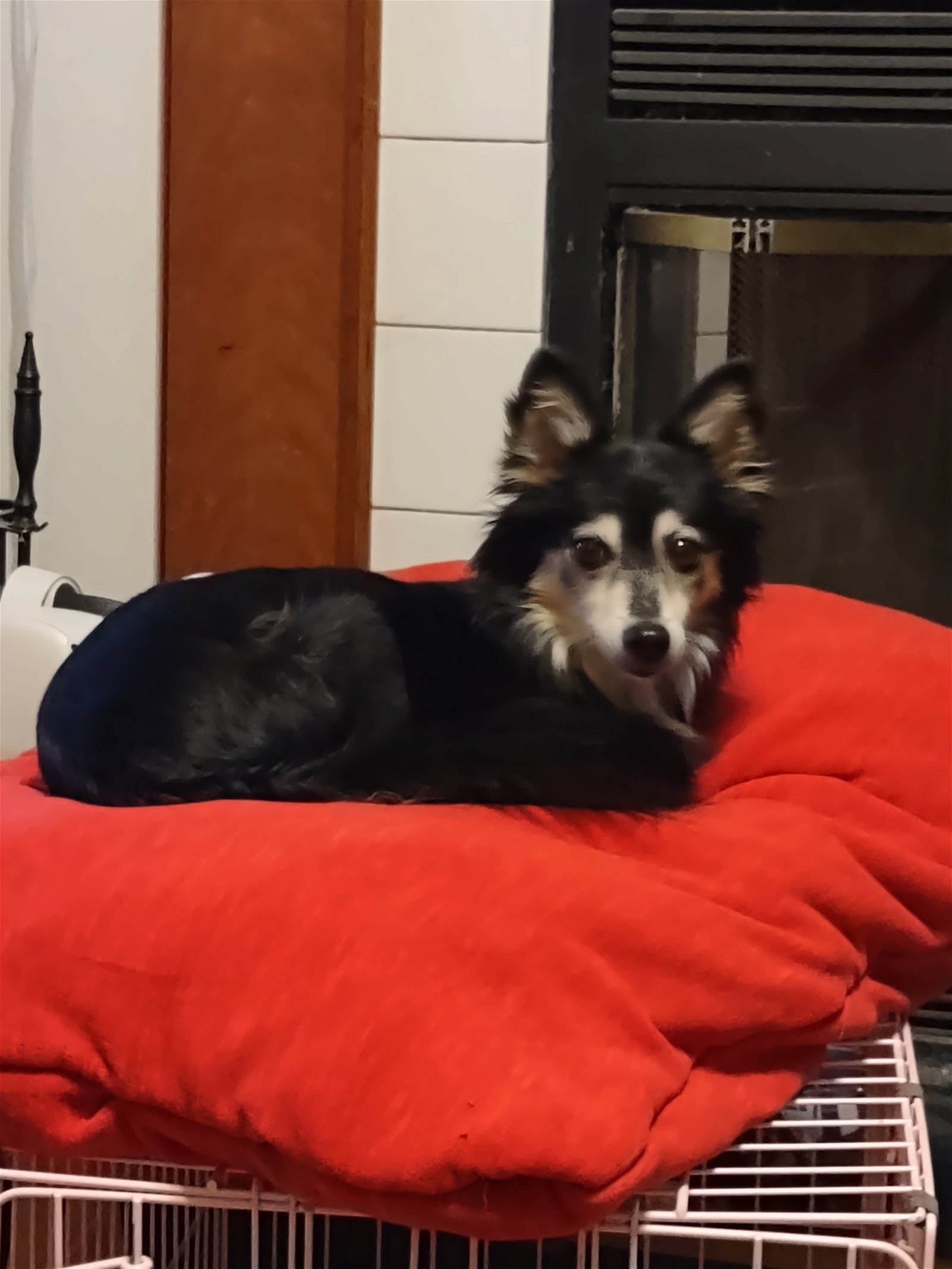 adoptable Dog in Erie, MI named Percy in Toledo OH
