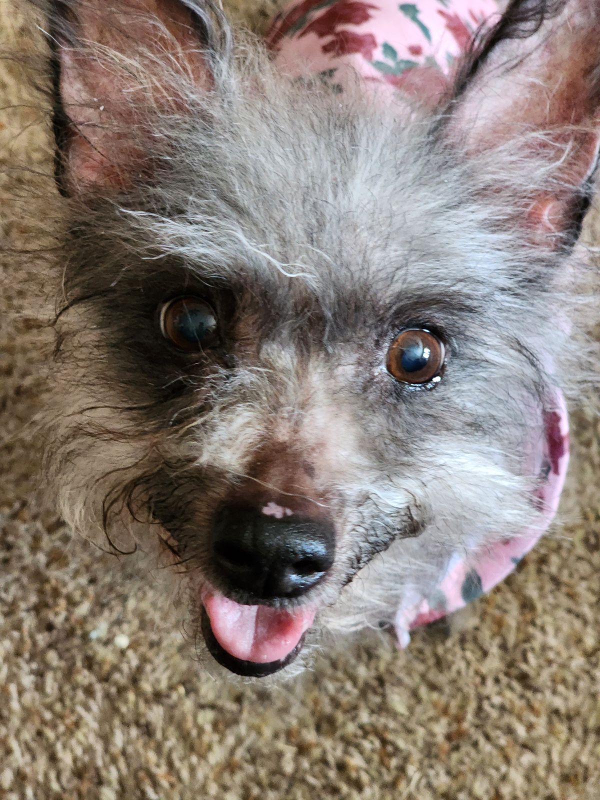 Dog for Adoption Lucy in Texas, a Terrier in Sandusky, OH Alpha Paw