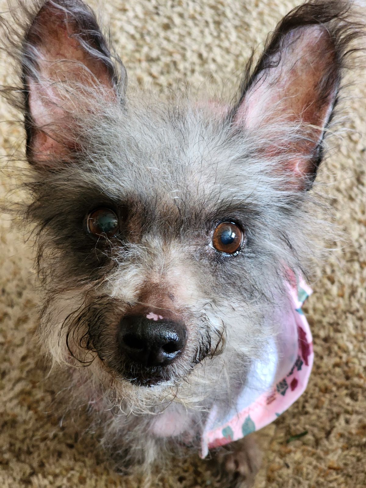Dog for Adoption Lucy in Texas, a Terrier in Sandusky, OH Alpha Paw