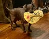 adoptable Dog in birmingham, MI named Reggie in Alabama