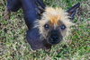 Lobo in Texas