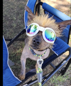 Lobo in Texas