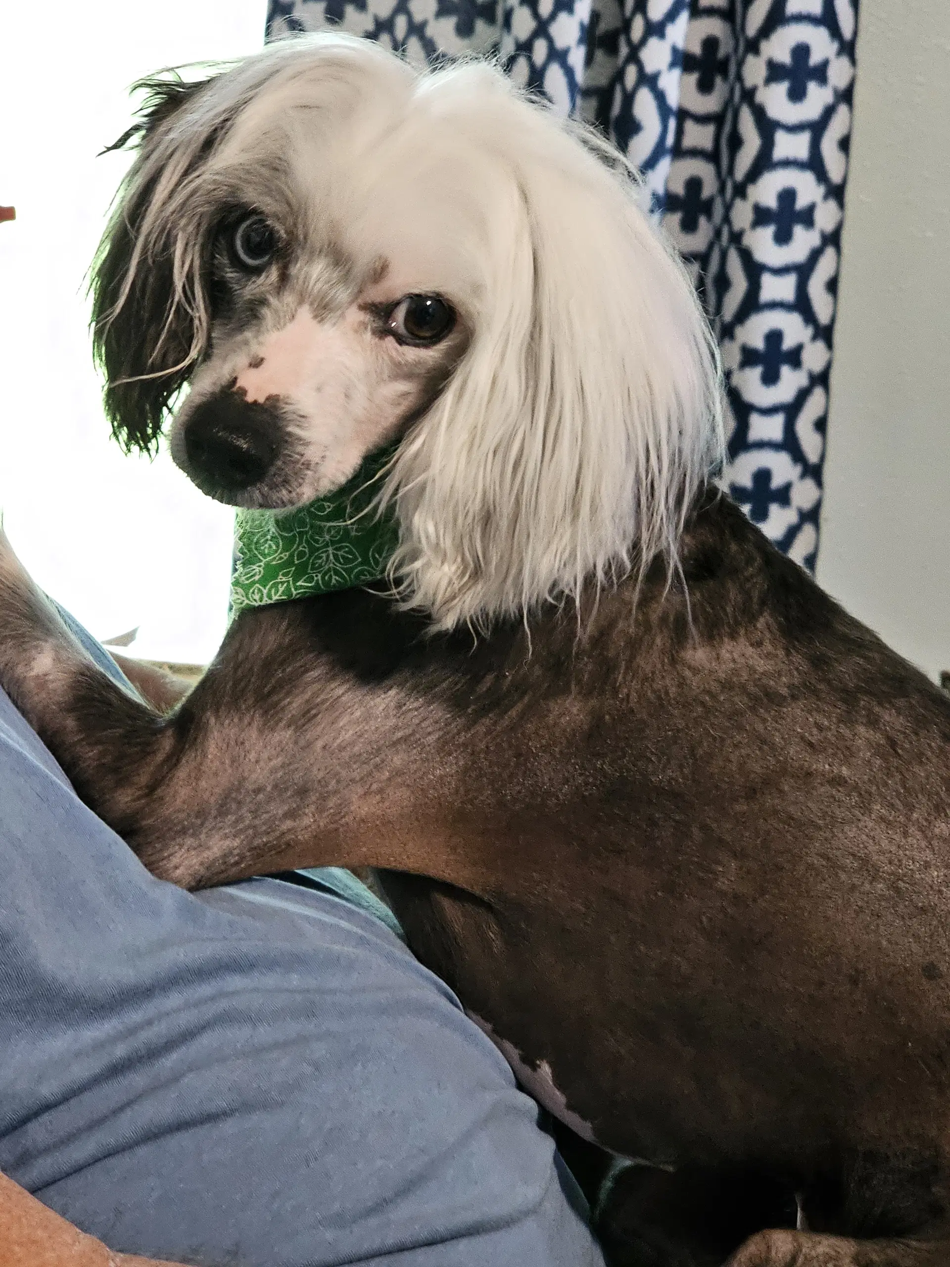 Cheyenne - Chinese Crested-Hairless