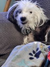 Cheyenne - Photo 4