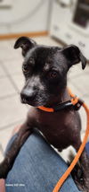 AUGGIE IN TEXAS