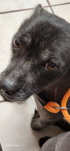 AUGGIE IN TEXAS