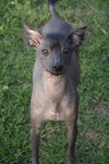 Remi in Texas