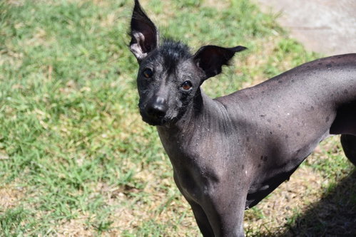 Remi in Texas