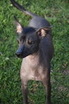 Remi in Texas