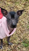 Remi in Texas