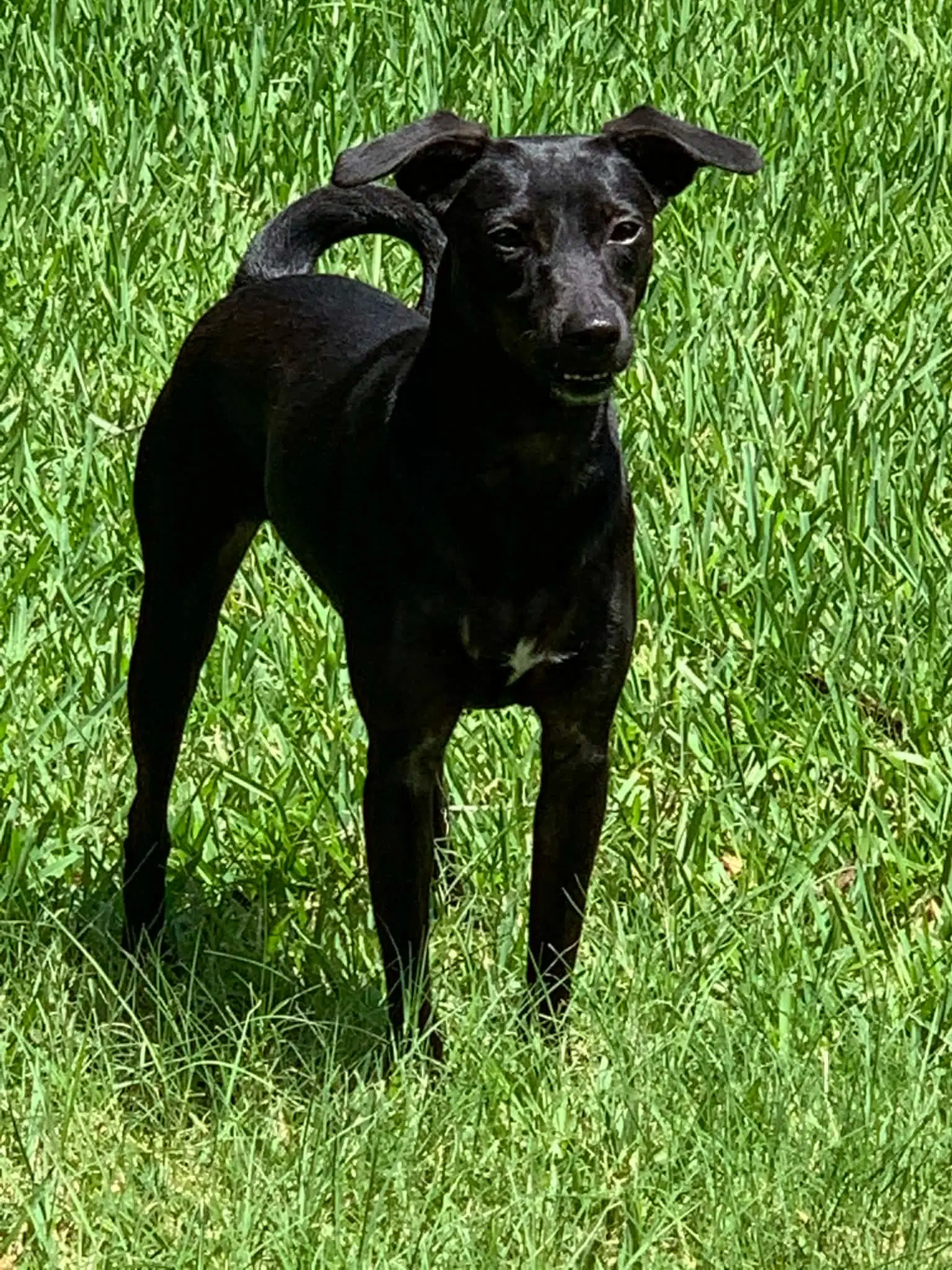 Luna In Texas image 2