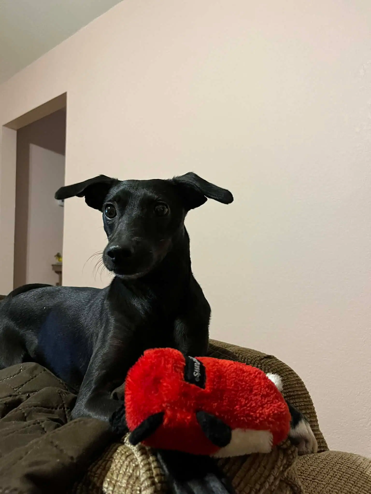 Luna In Texas image 4