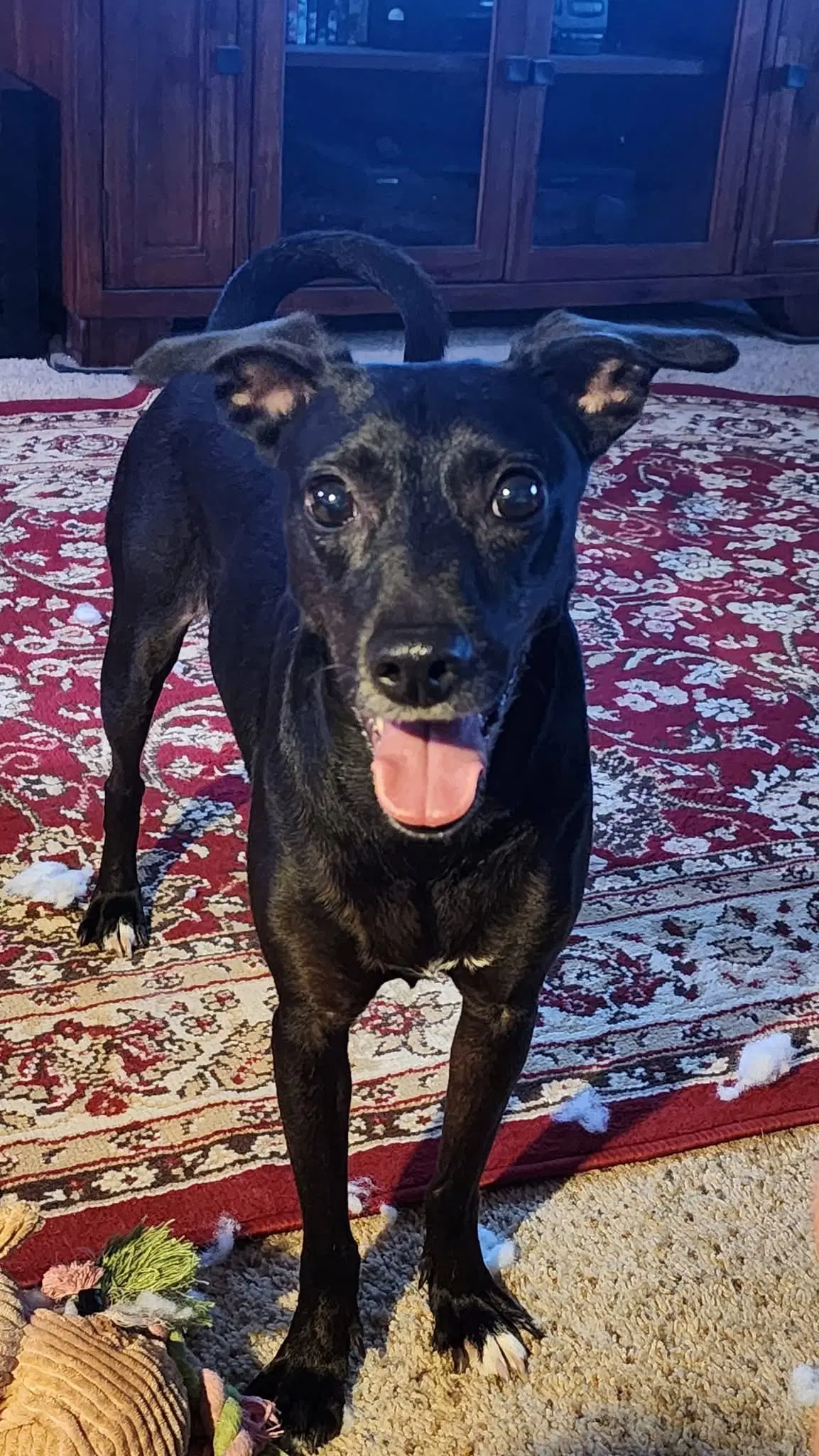 Luna In Texas - Xoloitzcuintle/Mexican Hairless