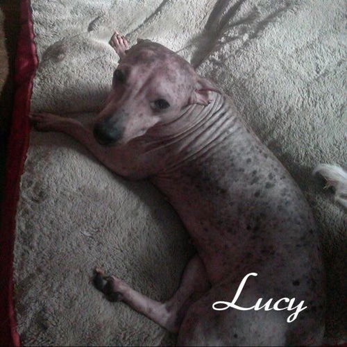 Lucy