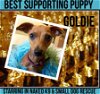 Goldie in Arizona