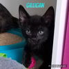 Gilligan - Gilligan's Island Kitten