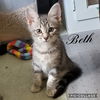 Beth - Little Women Kitten