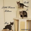 Beth - Little Women Kitten