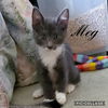 Meg - Little Women Kitten