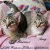 Marmee - Little Women Kitten