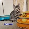 Lorna Doone - Cookie Kitten